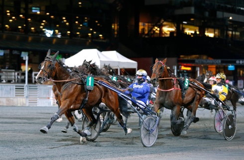 Zenit Brick är en av de fem svenska hästarna som på fredag startar i Prijs der Giganten. Foto av Maria Holmén/TR Bild